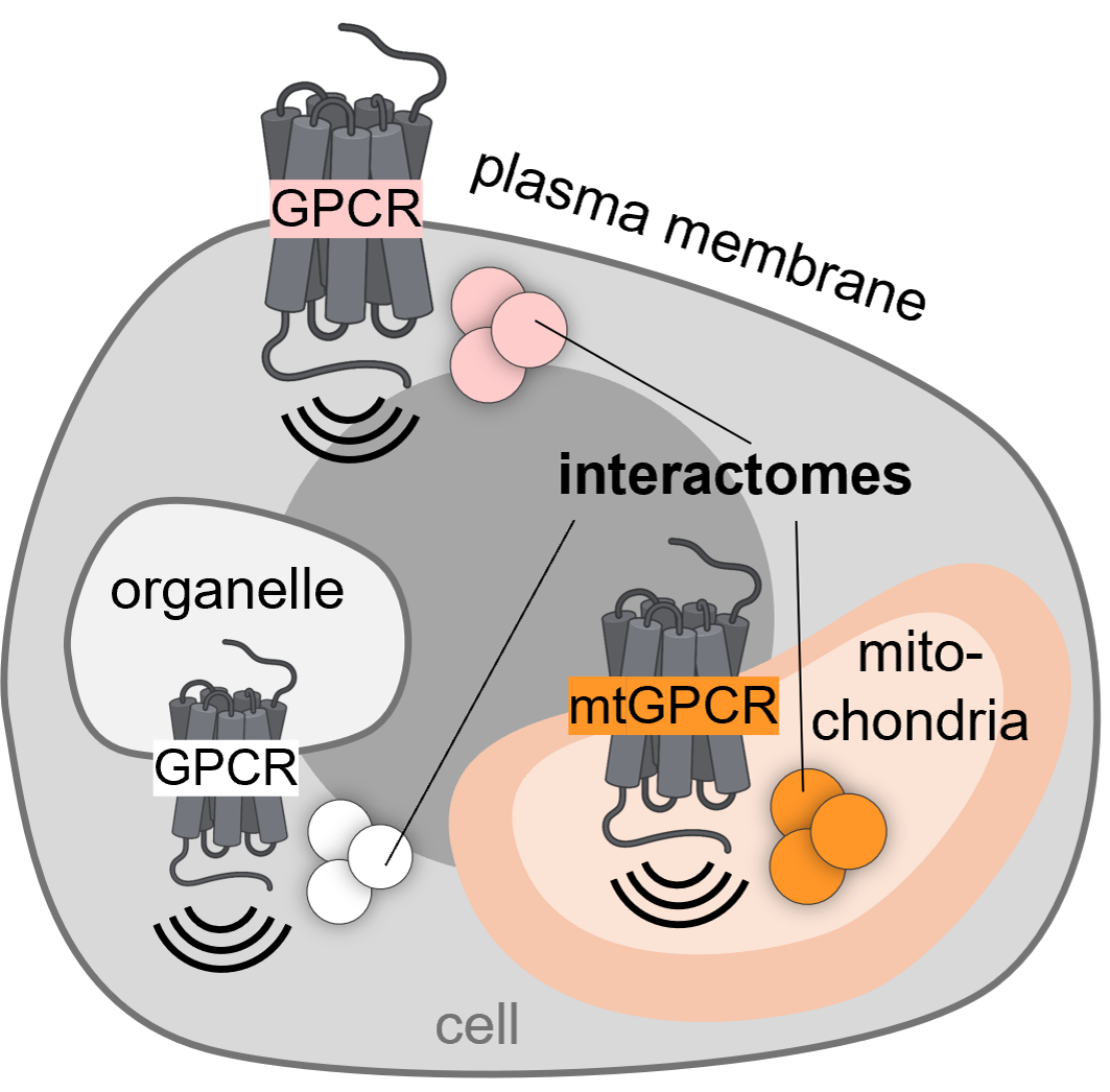 Compartmentalised GPCR signalling